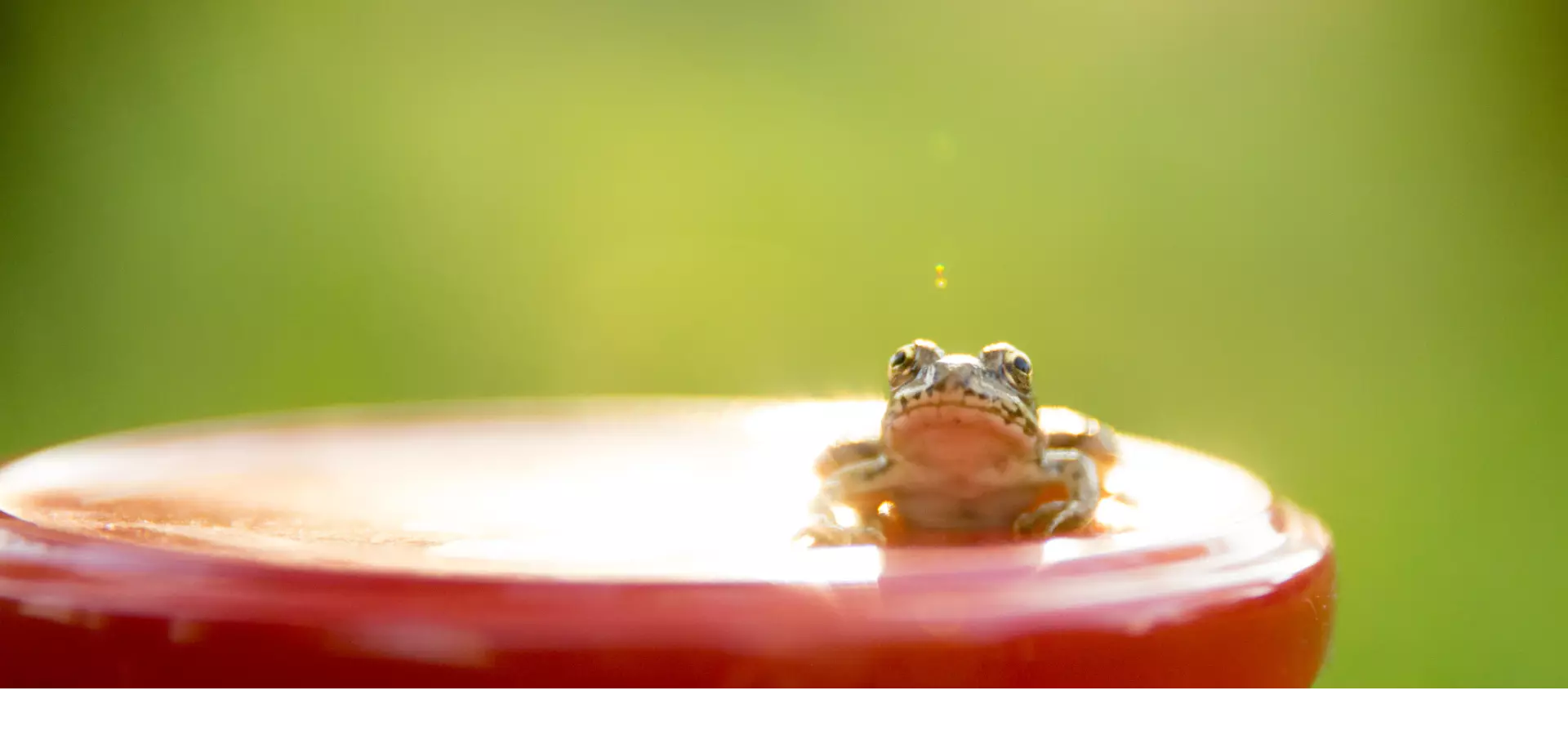 Small green frog resting in a red bird bath, with a blurry green background.