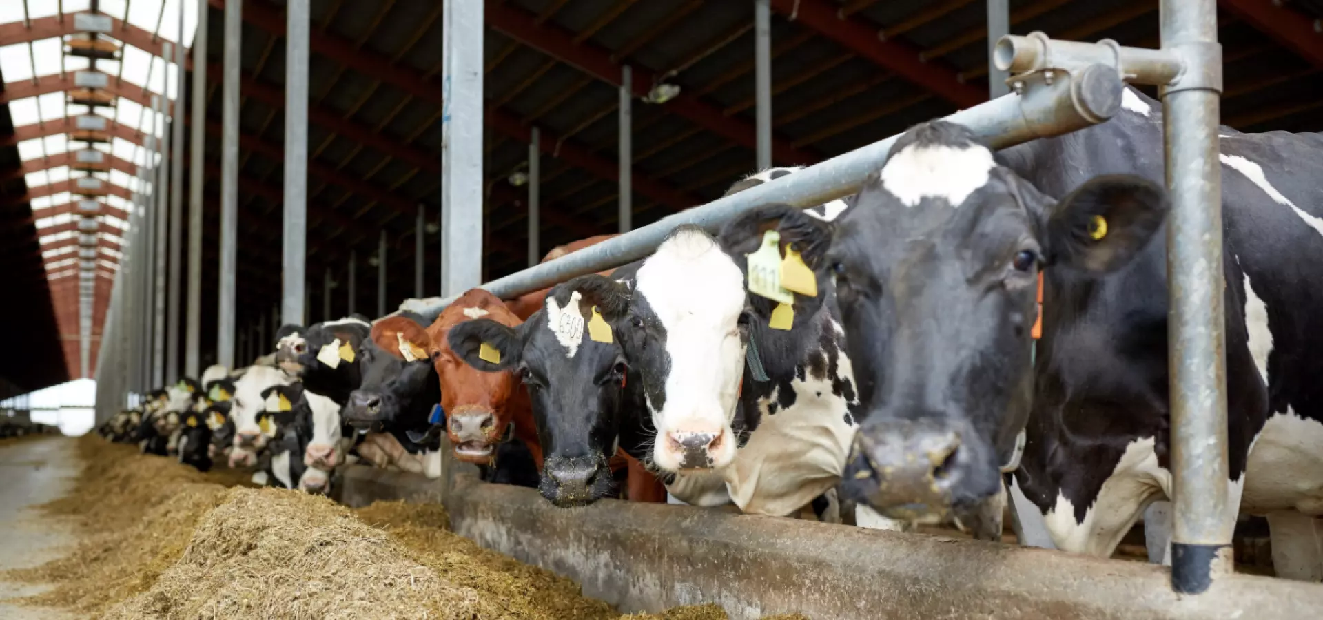 Cows inside a farm.