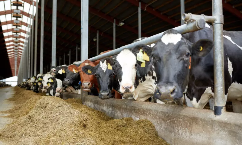 Cows inside a farm.