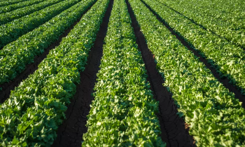 Field of salads.