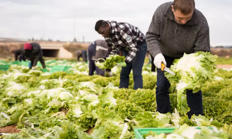 Food workers harvesting salad in a field.