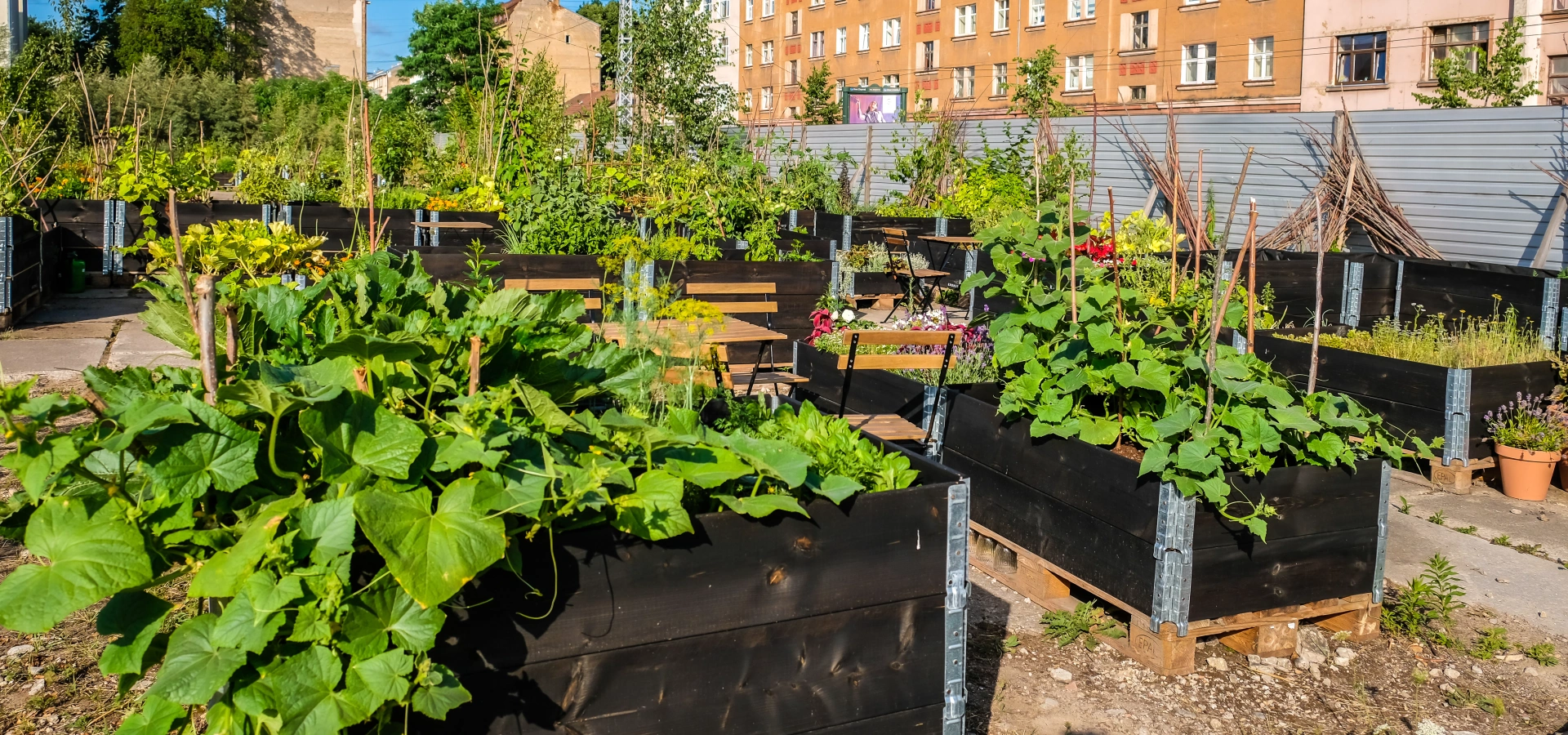 Allotments with city buildings in the background.