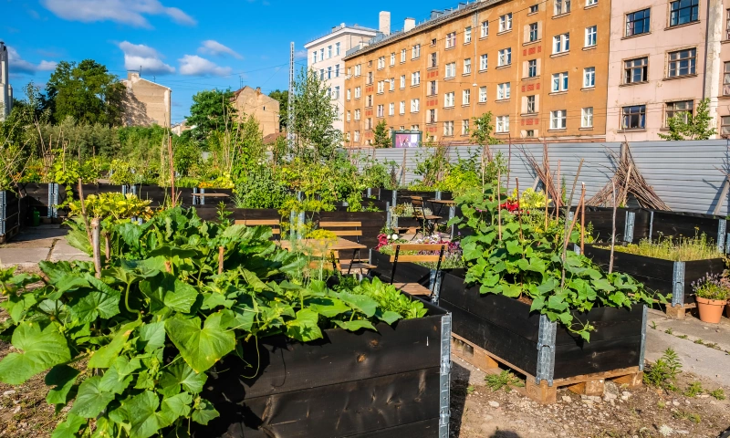 Allotments with city buildings in the background.